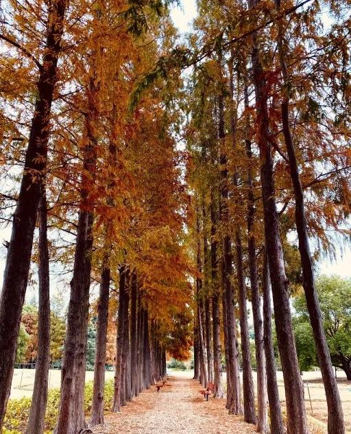 海湾国家森林公园攻略，上海附近有森林公园吗