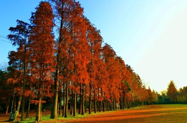 海湾国家森林公园攻略，上海附近有森林公园吗