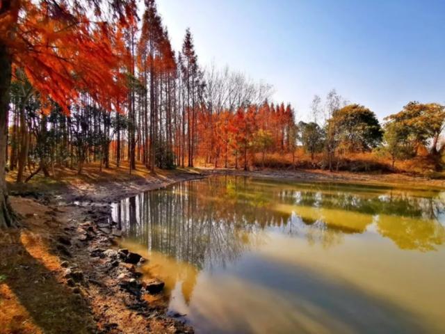 海湾国家森林公园攻略，上海附近有森林公园吗