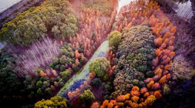 海湾国家森林公园攻略，上海附近有森林公园吗