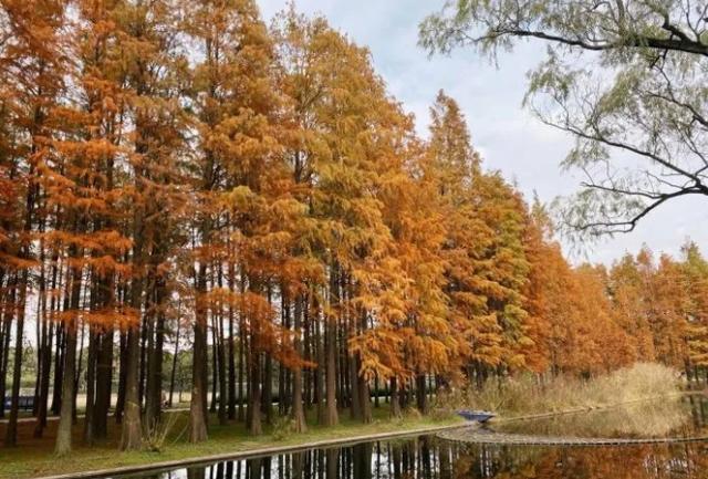 海湾国家森林公园攻略，上海附近有森林公园吗