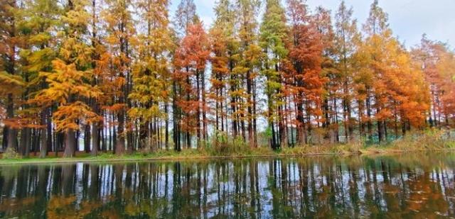 海湾国家森林公园攻略，上海附近有森林公园吗