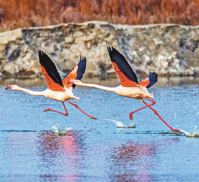 污染防治攻坚战，污染防治攻坚战成效（开展“两治一提升”专项行动）