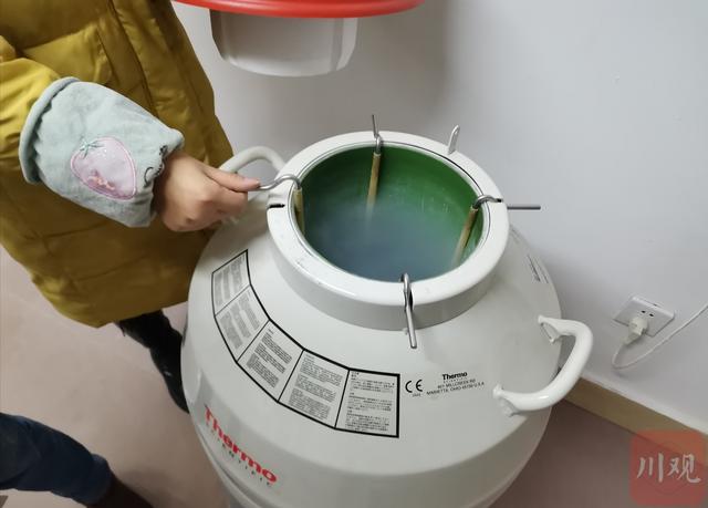 羊肚菌菌种来自哪里，全国三成以上的羊肚菌种源来自这里