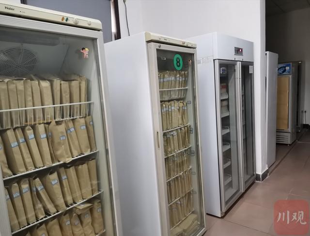 羊肚菌菌种来自哪里，全国三成以上的羊肚菌种源来自这里
