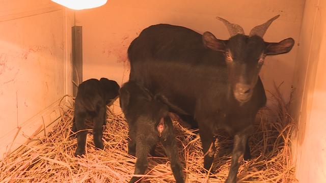 正宗原生态养殖黑山羊，黑山羊生态养殖