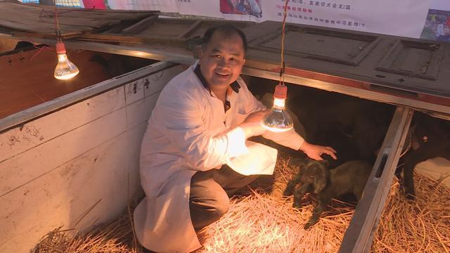 正宗原生态养殖黑山羊，黑山羊生态养殖