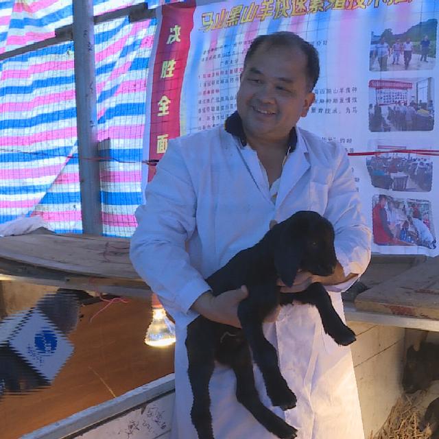 正宗原生态养殖黑山羊，黑山羊生态养殖