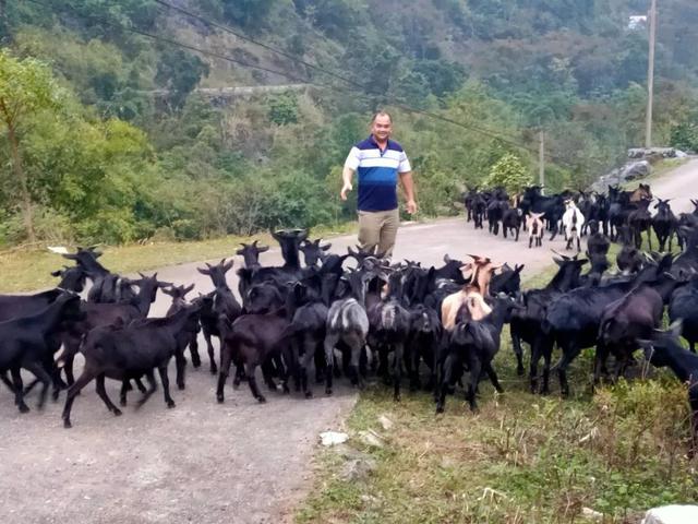 正宗原生态养殖黑山羊，黑山羊生态养殖