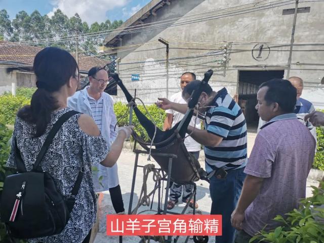 正宗原生态养殖黑山羊，黑山羊生态养殖