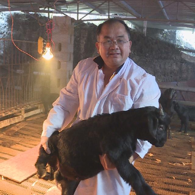 正宗原生态养殖黑山羊，黑山羊生态养殖