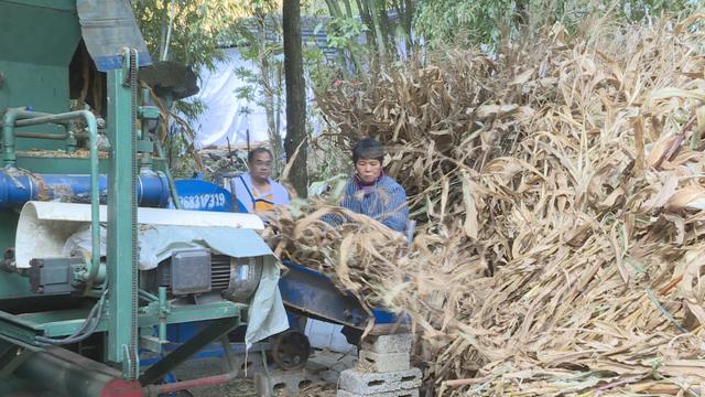 正宗原生态养殖黑山羊，黑山羊生态养殖