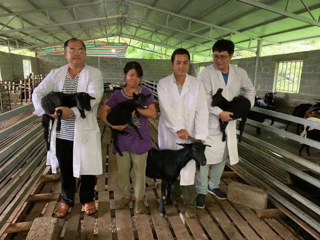 正宗原生态养殖黑山羊，黑山羊生态养殖