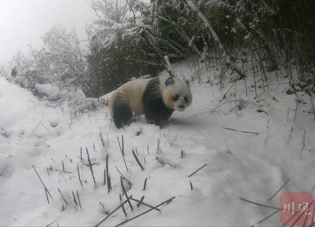 野生大熊猫的种群现状，茂县土地岭多次拍到野生大熊猫活动踪迹