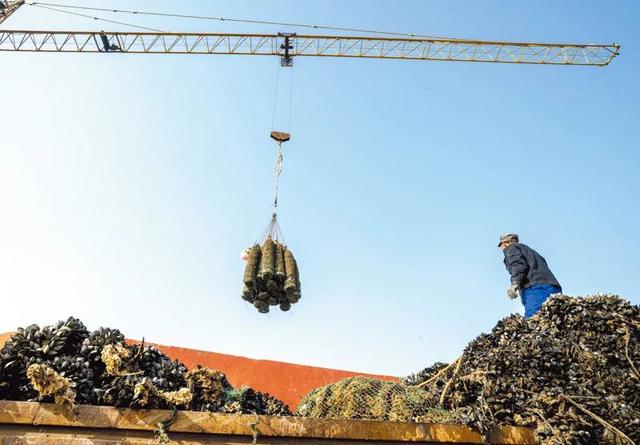 海鲜干货品种大全，日照这种海鲜上市了（日照海鲜干货品种）