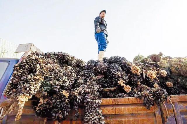 海鲜干货品种大全，日照这种海鲜上市了（日照海鲜干货品种）