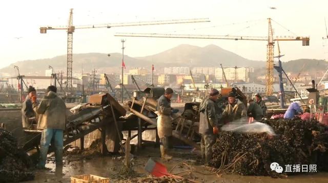 海鲜干货品种大全，日照这种海鲜上市了（日照海鲜干货品种）