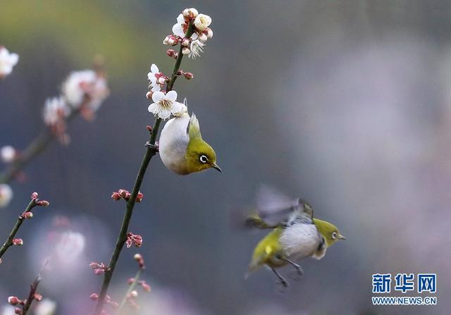 一朵寒梅独自开，ACCA为什么是16张paper