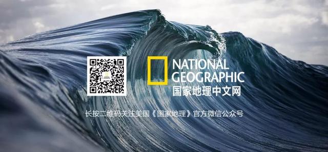 年下小狼狗言情，有被这种兽性温暖到