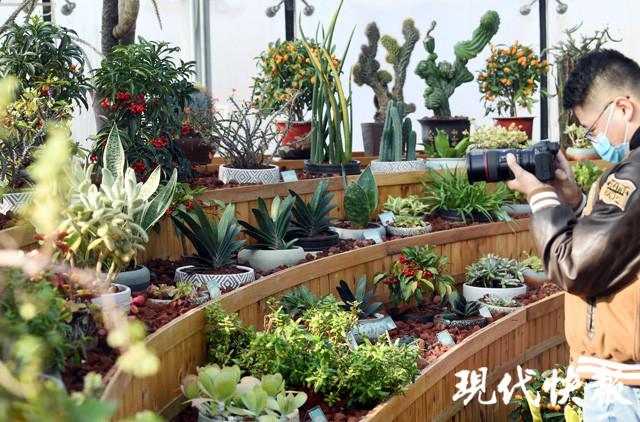 大红大紫是什么生肖，大红大紫是十二生肖中的哪种动物（这三大生肖大红大紫）