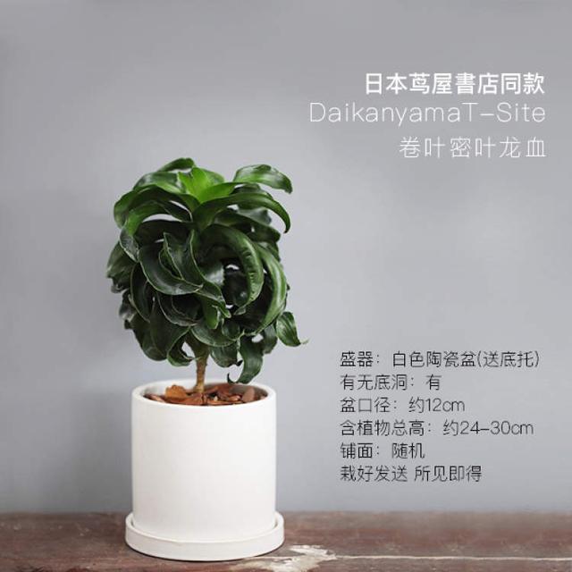 卖花的口才技巧，花市买花的技巧和方法