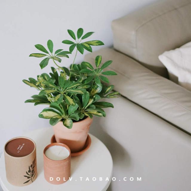 卖花的口才技巧，花市买花的技巧和方法