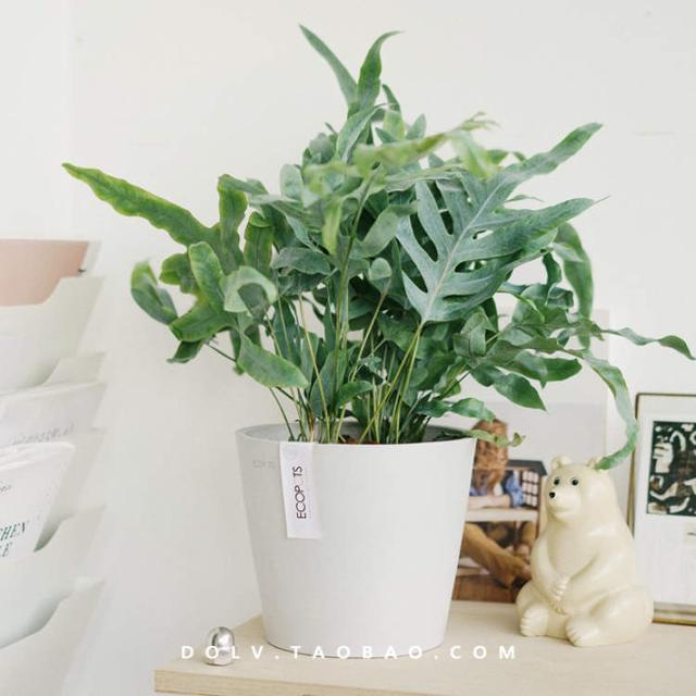 卖花的口才技巧，花市买花的技巧和方法