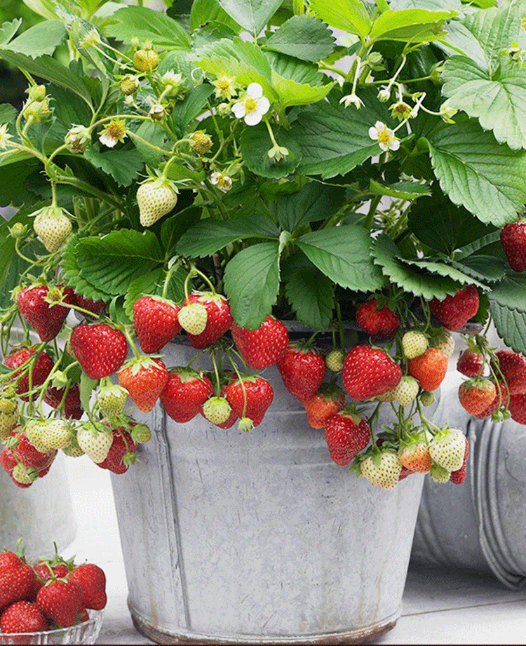 卖花的口才技巧，花市买花的技巧和方法