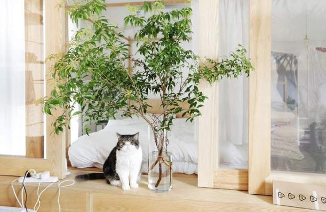 卖花的口才技巧，花市买花的技巧和方法