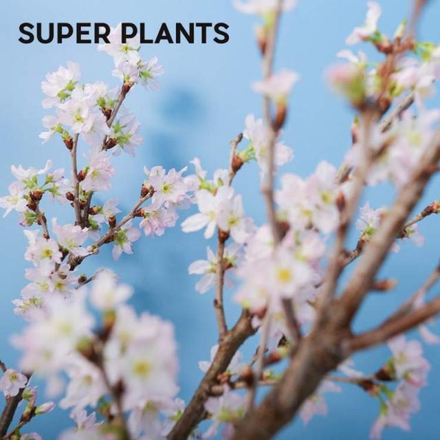 卖花的口才技巧，花市买花的技巧和方法