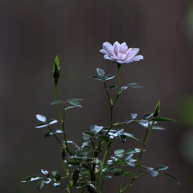 卖花的口才技巧，花市买花的技巧和方法