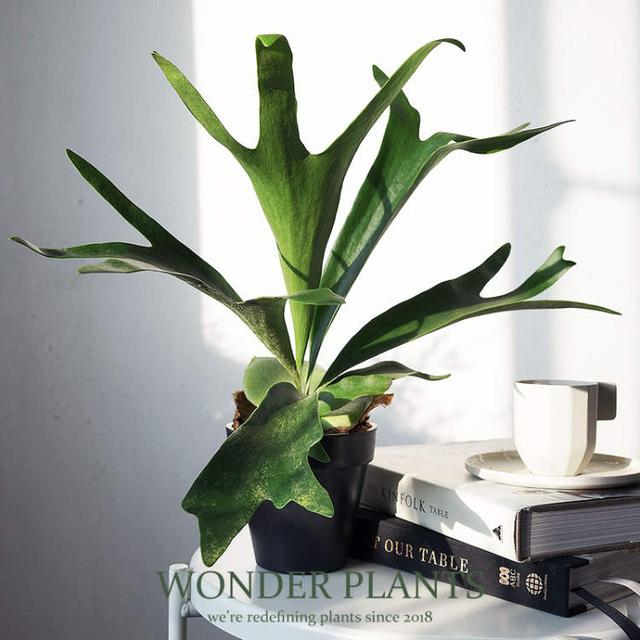 卖花的口才技巧，花市买花的技巧和方法