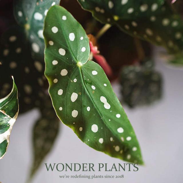 卖花的口才技巧，花市买花的技巧和方法