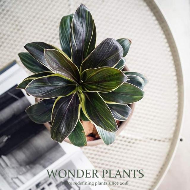 卖花的口才技巧，花市买花的技巧和方法