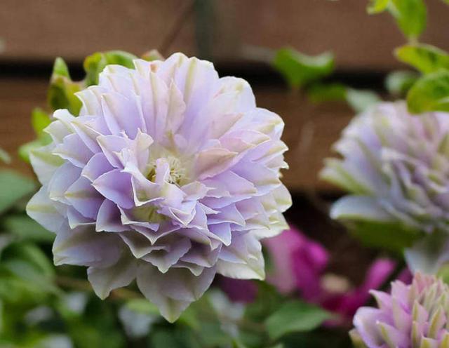 卖花的口才技巧，花市买花的技巧和方法