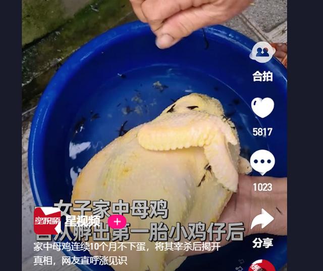 肥胖的母鸡(肥胖的母鸡作文怎么写四年级)