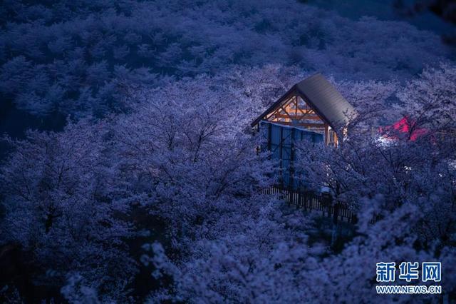 贵州省安顺市平坝县樱花，樱花美景促振兴