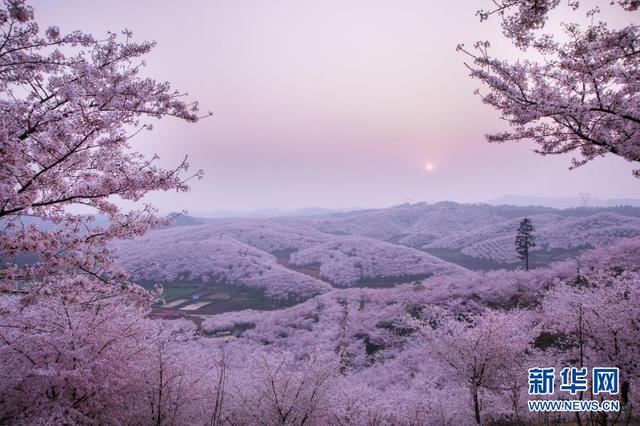 贵州省安顺市平坝县樱花，樱花美景促振兴