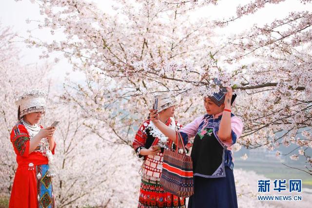 贵州省安顺市平坝县樱花，樱花美景促振兴