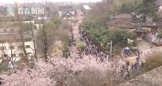 南京鸡鸣寺樱花，南京市今年赏樱花好去处