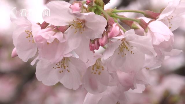 南京鸡鸣寺樱花，南京市今年赏樱花好去处