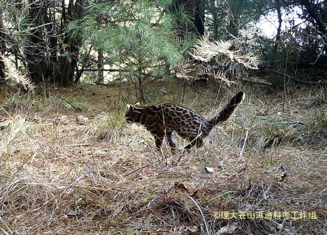 山狸猫属于国家几级保护动物，频繁死鸡谁干的