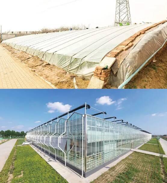 寿光菜大棚发展史，潍坊寿光市30年来