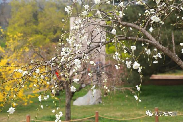 缤纷花事不断档，北京植物园现在有花展吗