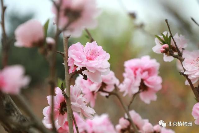 缤纷花事不断档，北京植物园现在有花展吗