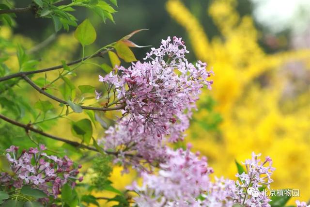 缤纷花事不断档，北京植物园现在有花展吗