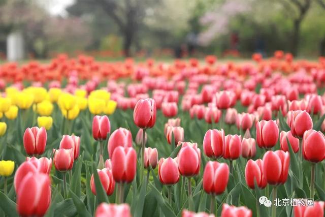 缤纷花事不断档，北京植物园现在有花展吗