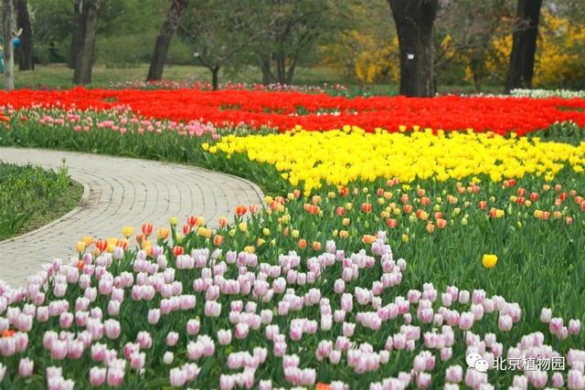缤纷花事不断档，北京植物园现在有花展吗
