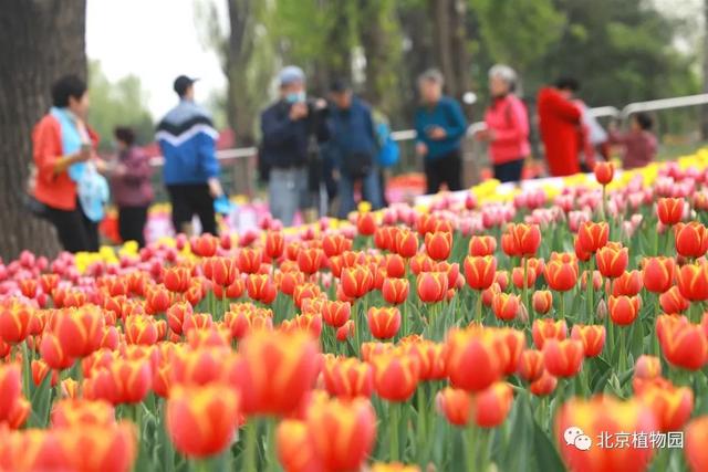 缤纷花事不断档，北京植物园现在有花展吗