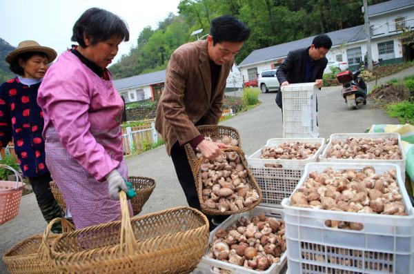  湖北省香菇产业生产基地，湖北郧西：小香菇做成大产业